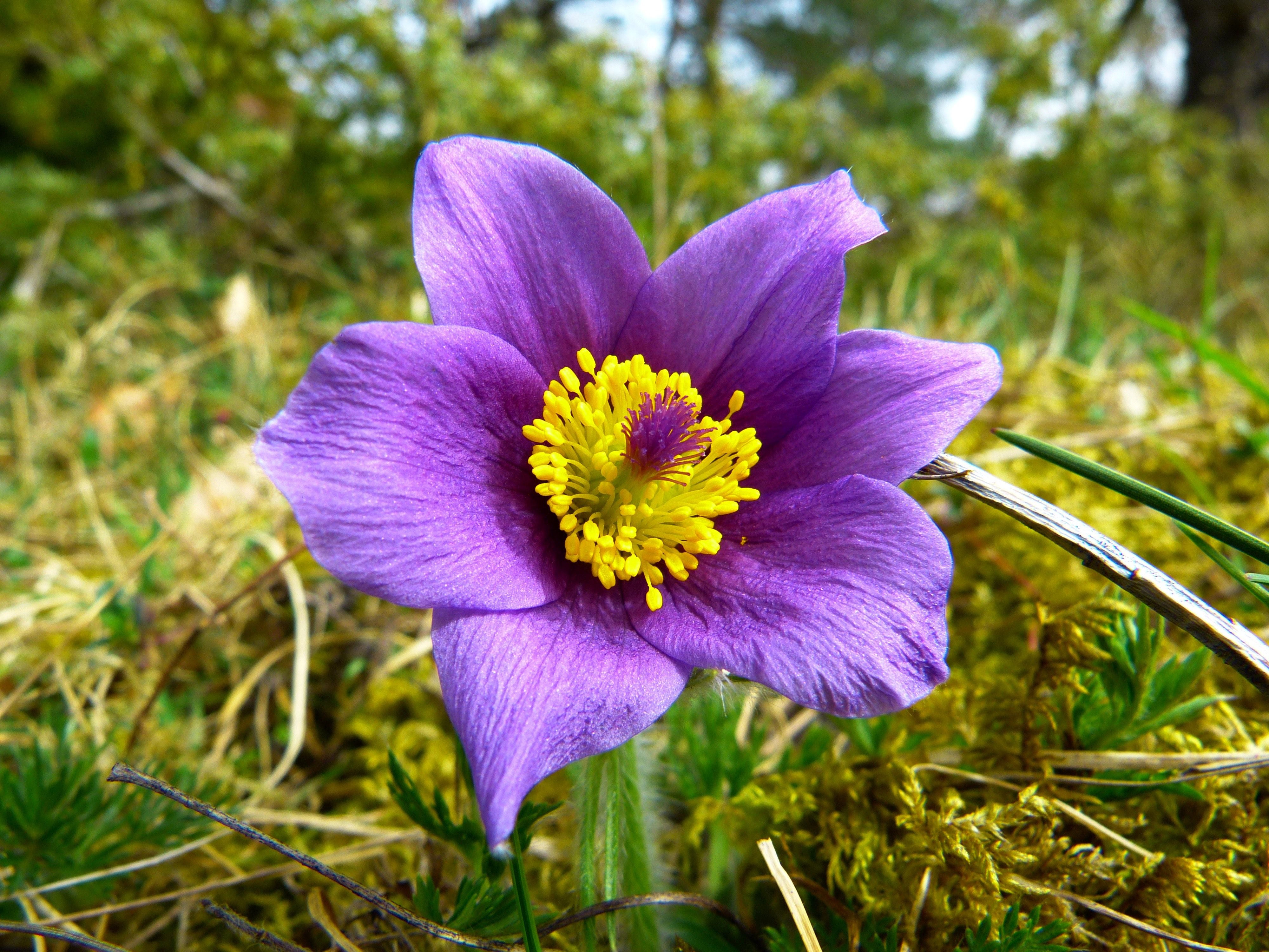 Purple and White Flower Surrounded by Green Grass · Free