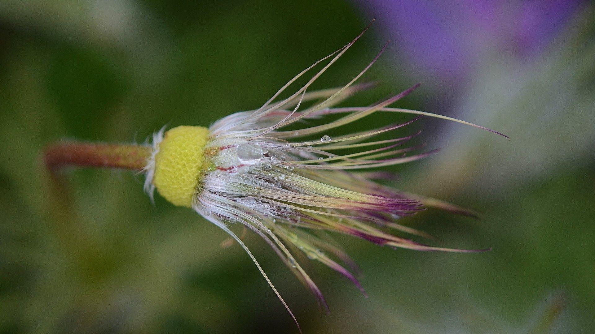 pasque flower wallpaper