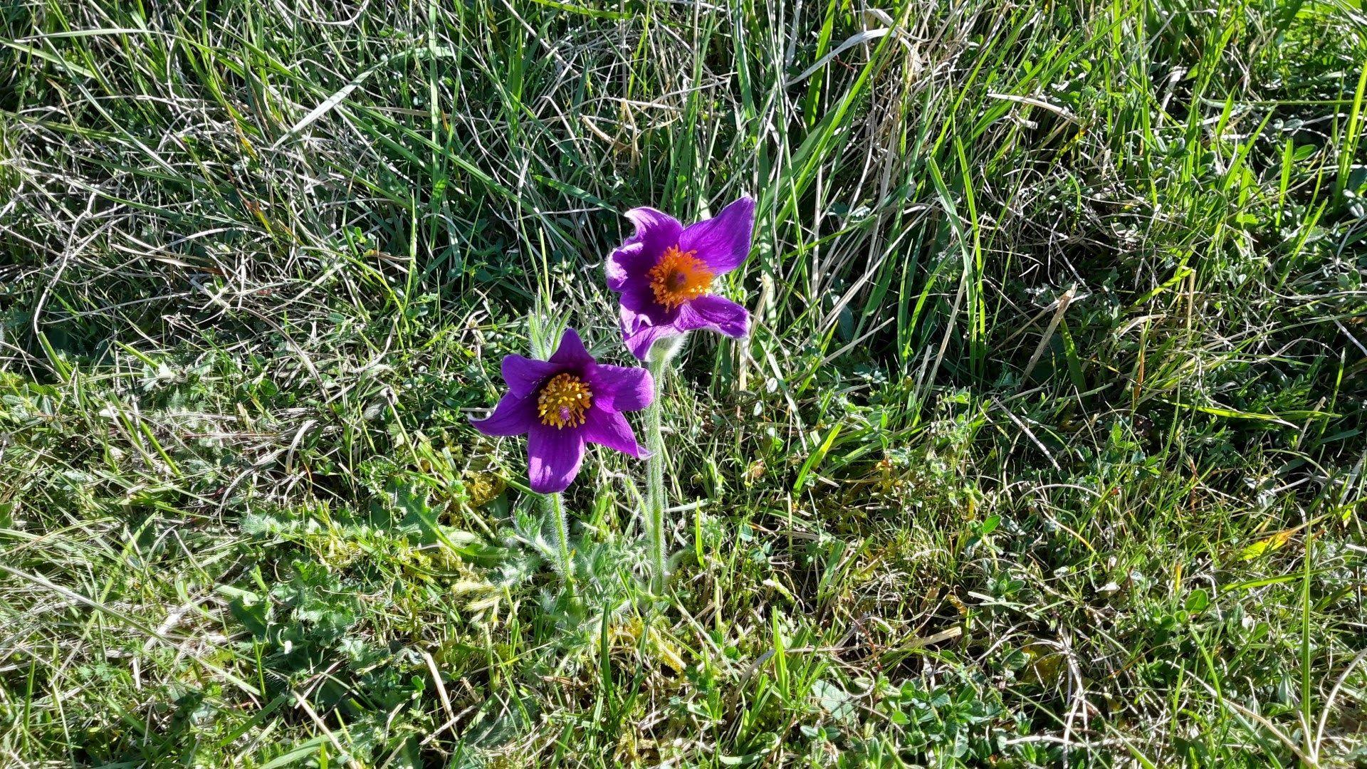pasque flower wallpaper