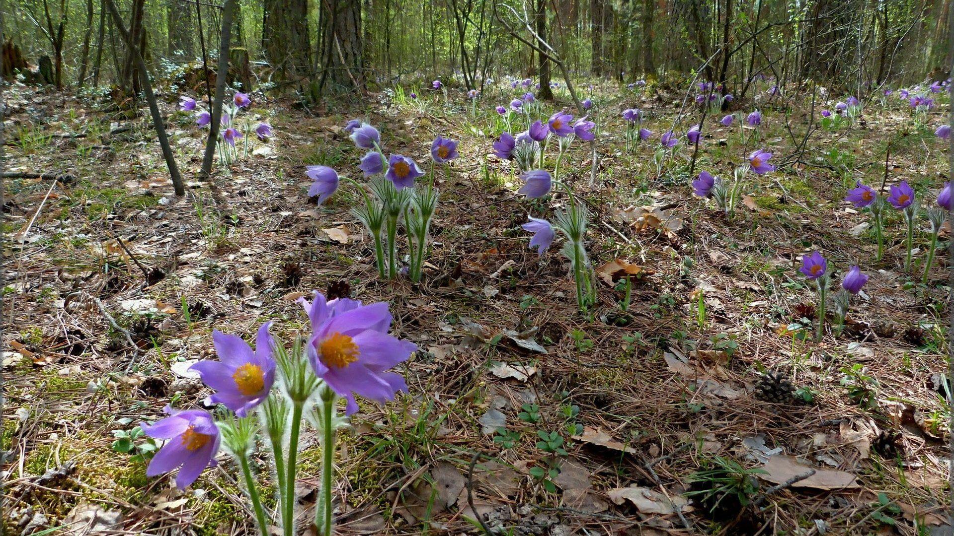 wallpaper: Purple Nature Lake Trees Desktop Photo