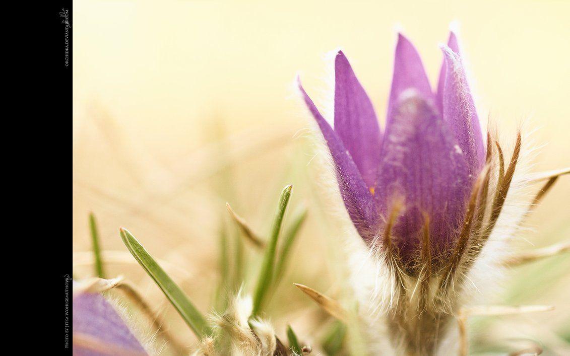 Pasque Flower Wallpaper II