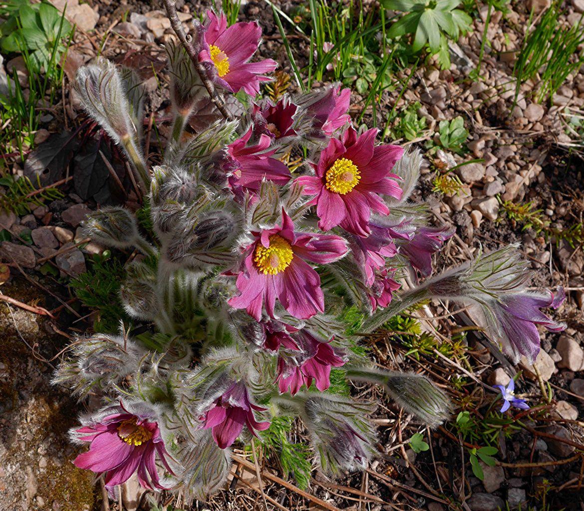 Wallpaper Pink color Flowers Pulsatilla Closeup