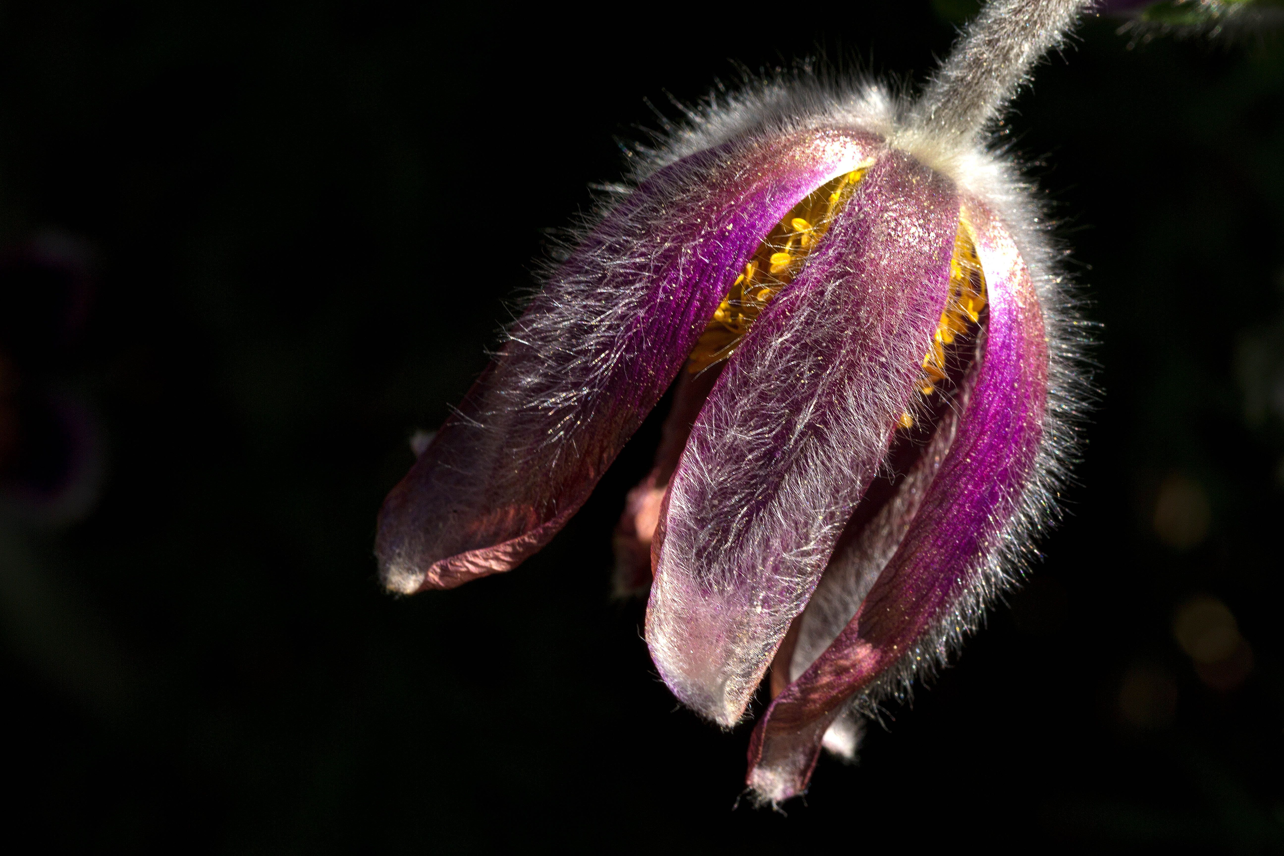 Pink Pasque flower closeup photo with grass and dewdrops, violet HD