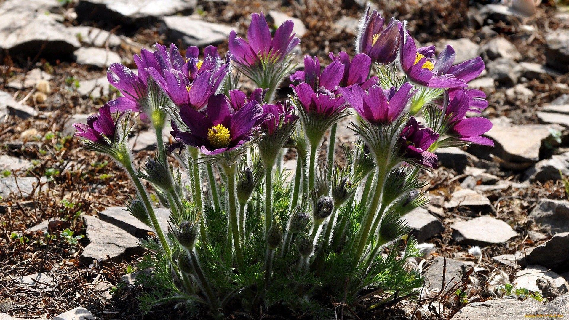 Pasque Flower Wallpapers - Wallpaper Cave