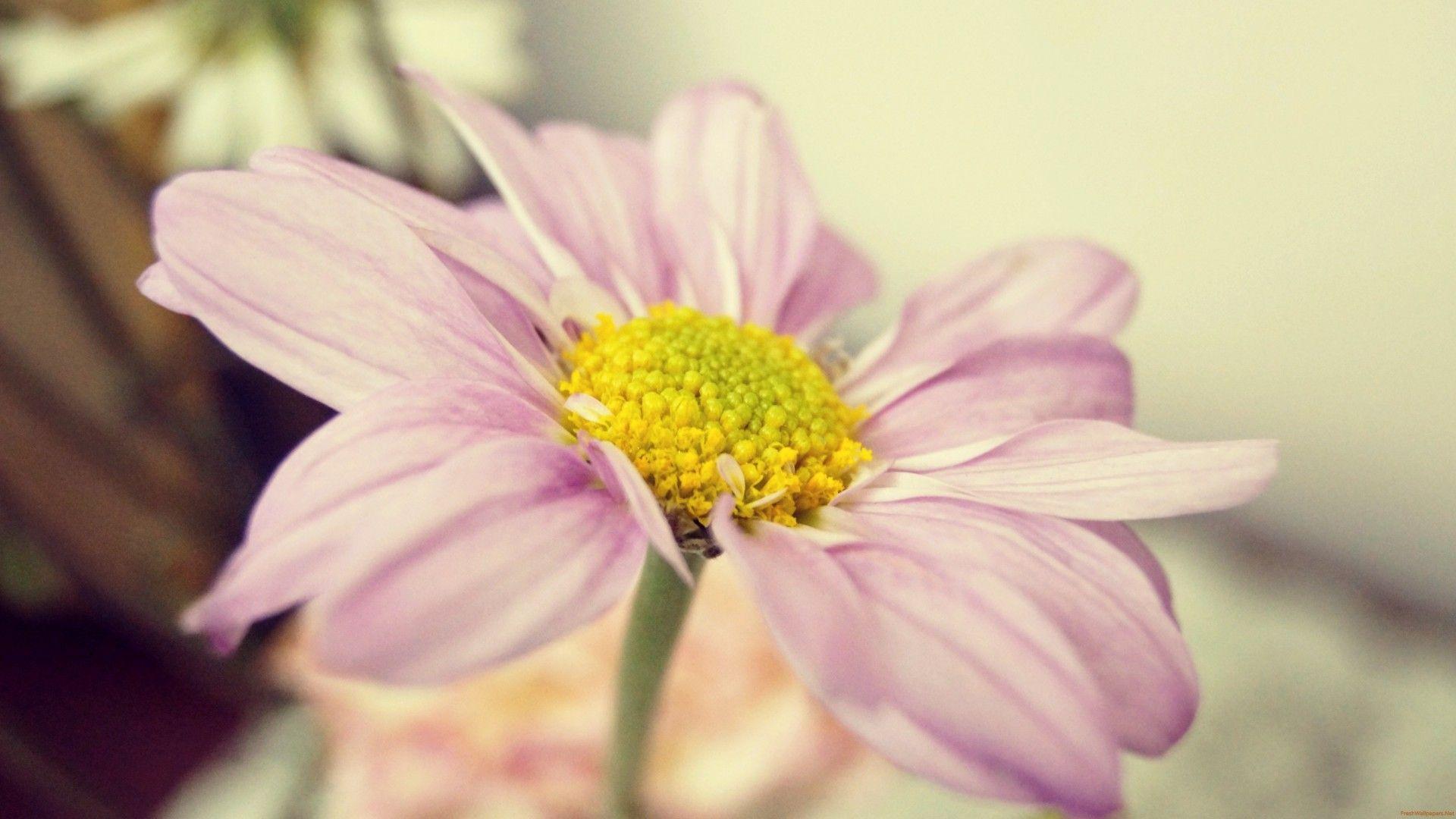 pasque flower wallpaper