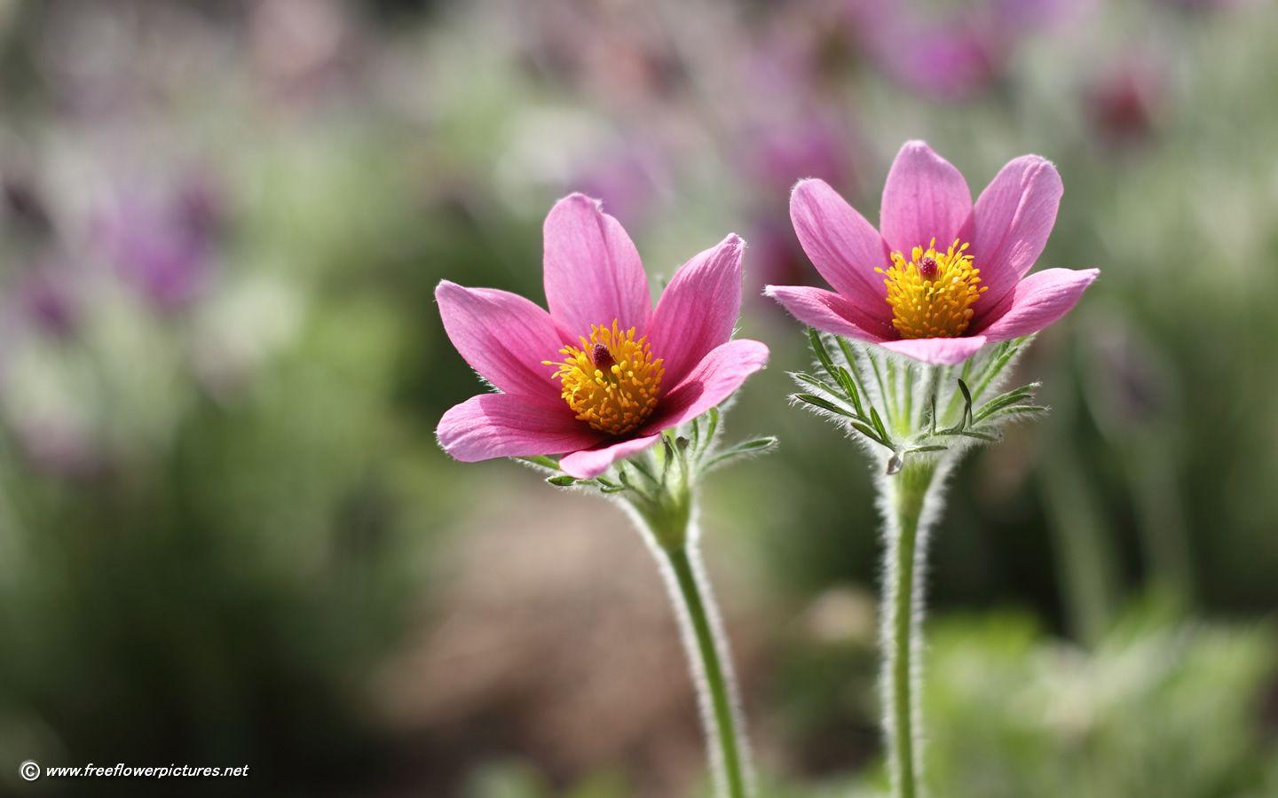 pasque flower picture flower picture flower
