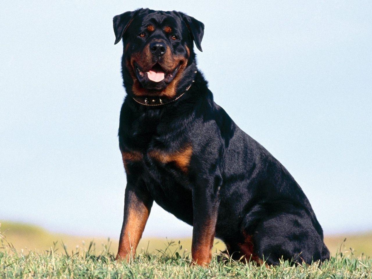 Lovely Rottweiler dog photo and wallpaper. Beautiful Lovely