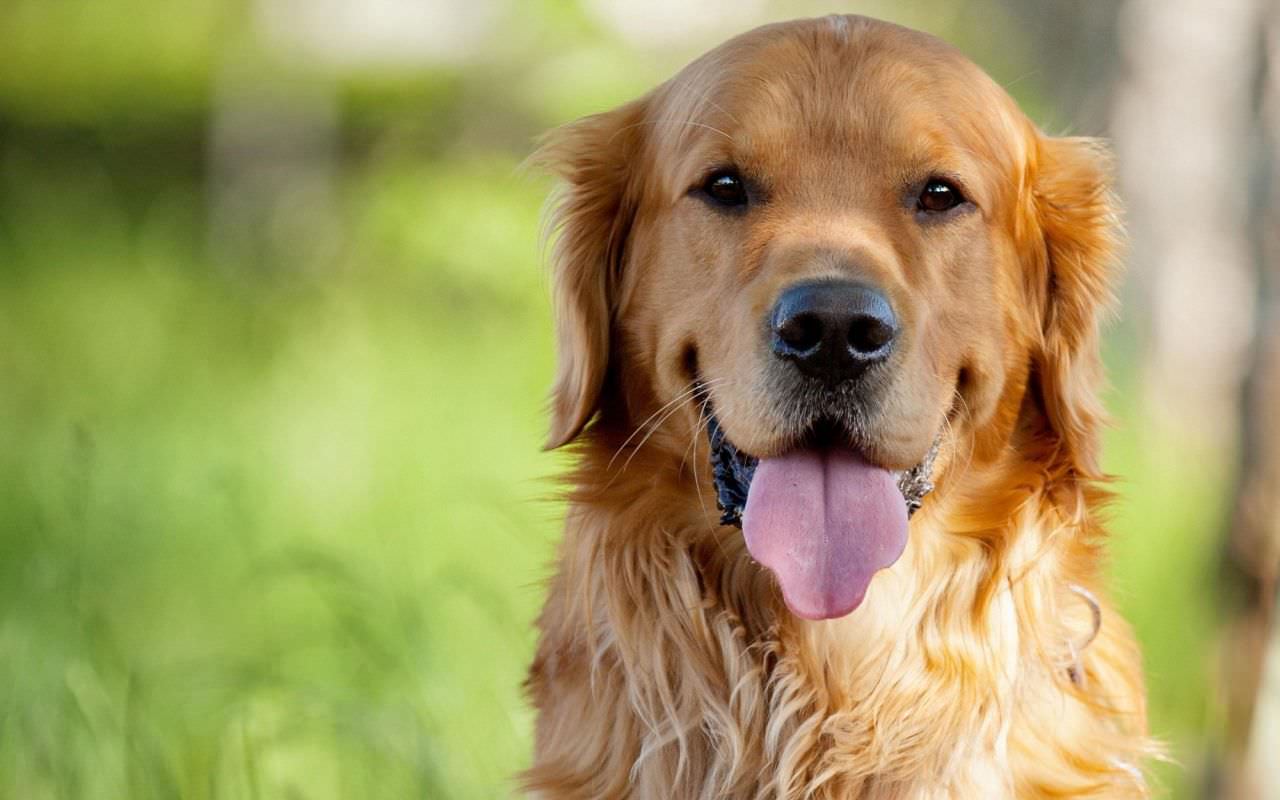 Dog Golden Retriever Photo HD Wallpaper