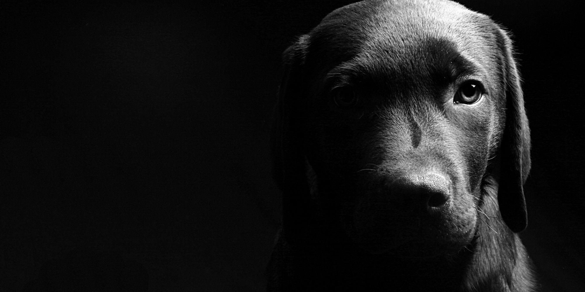 Free Black And White Dog Wallpaper For Android