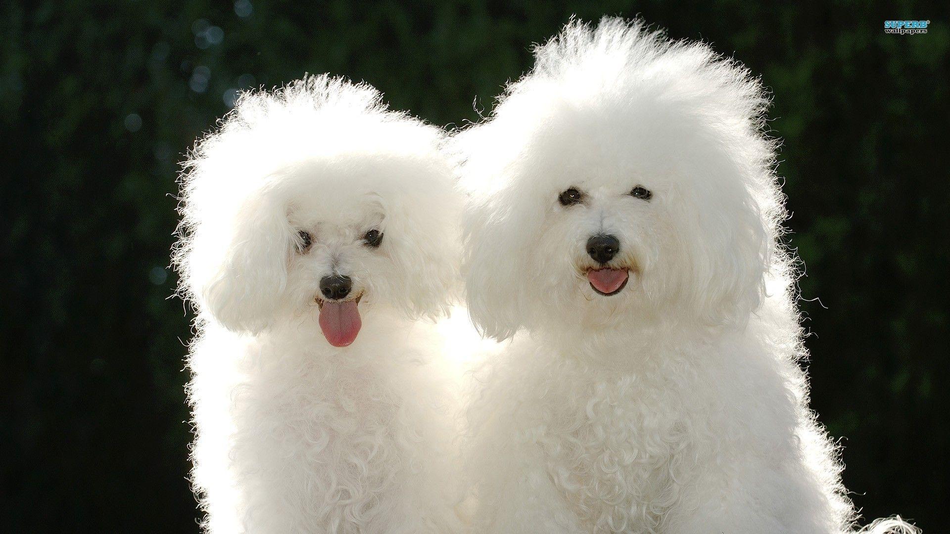 Dogs: Cute Bichon Puppy Frise White Dog Wallpaper Big Dogs HD 16:9