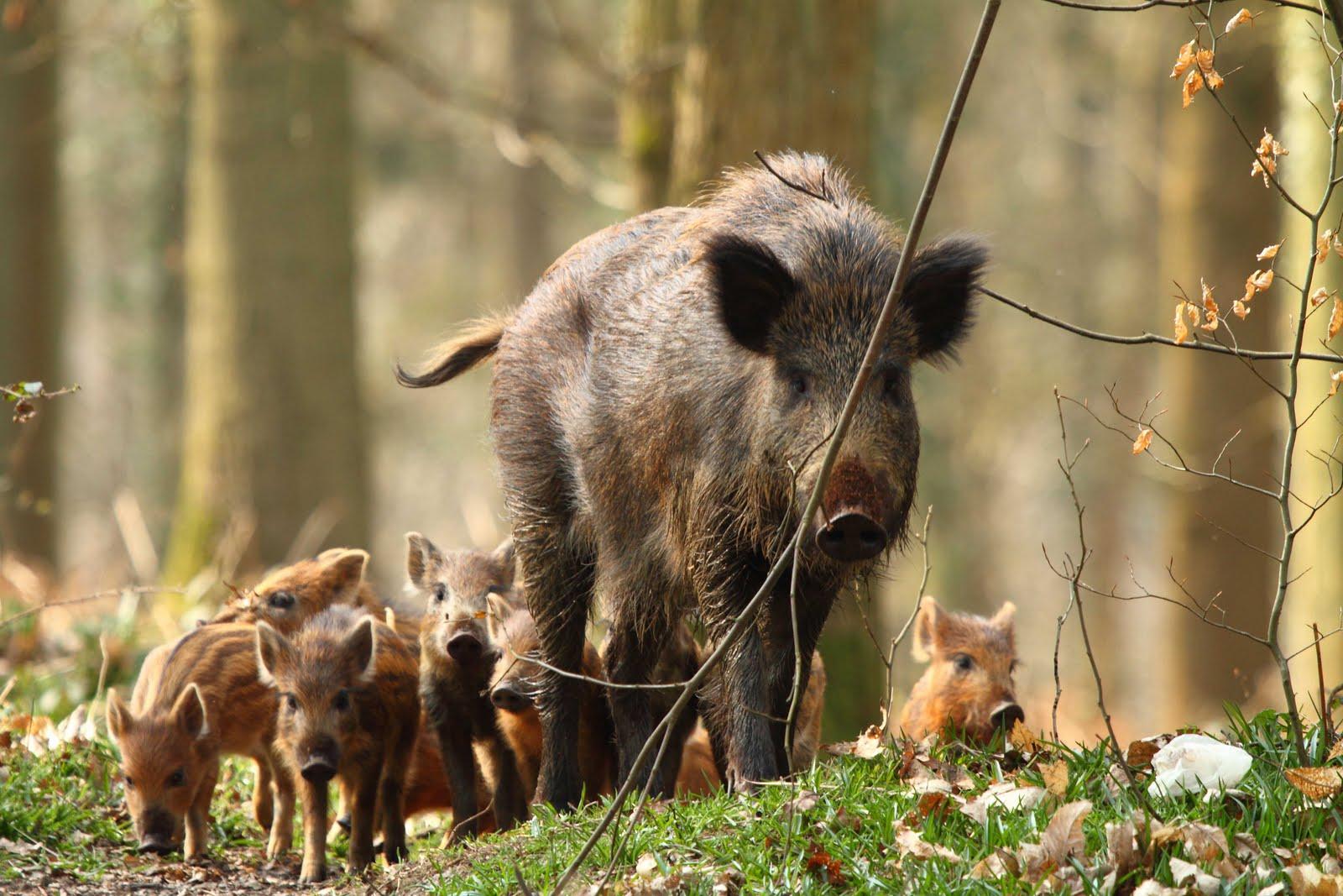 Wild Boar Wallpapers - Wallpaper Cave