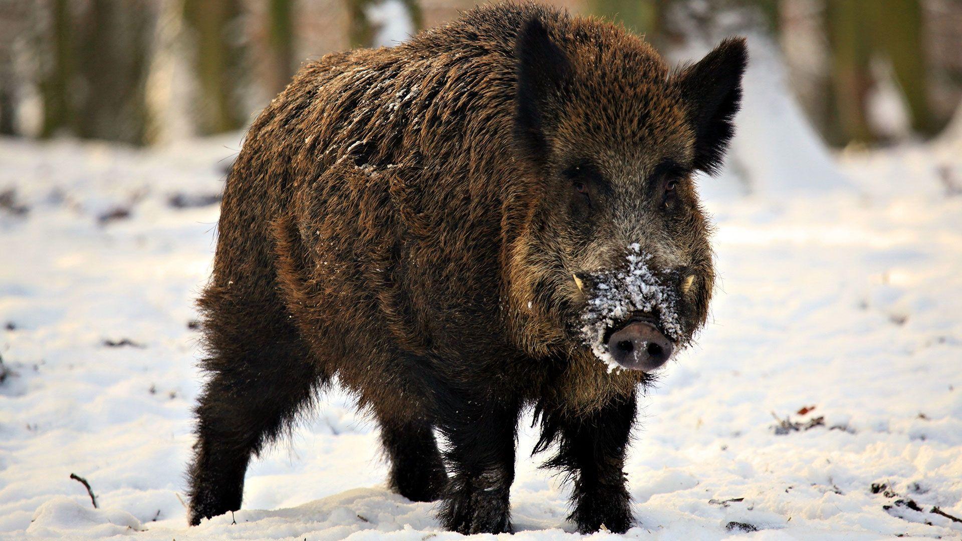 wild boar in snow. Illustrations for Snow White- references
