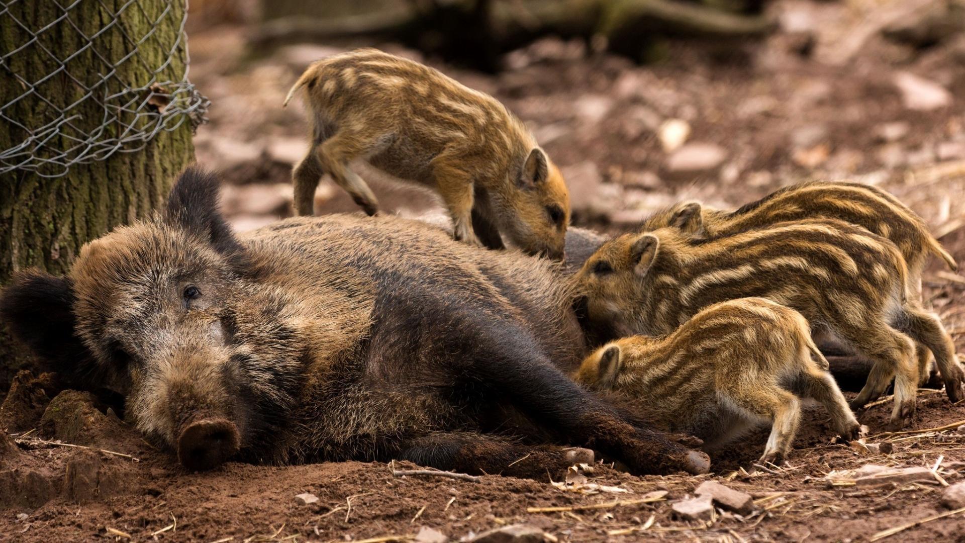 Wild Boar Wallpapers - Wallpaper Cave