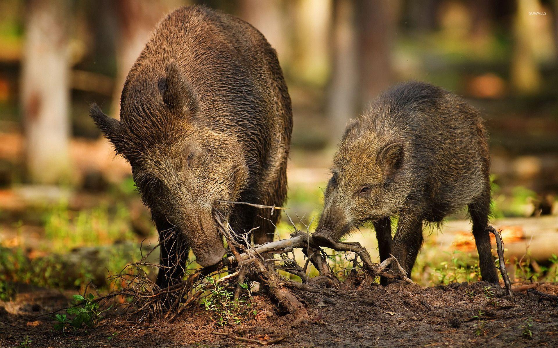 Dirty boar with a piglet wallpaper wallpaper