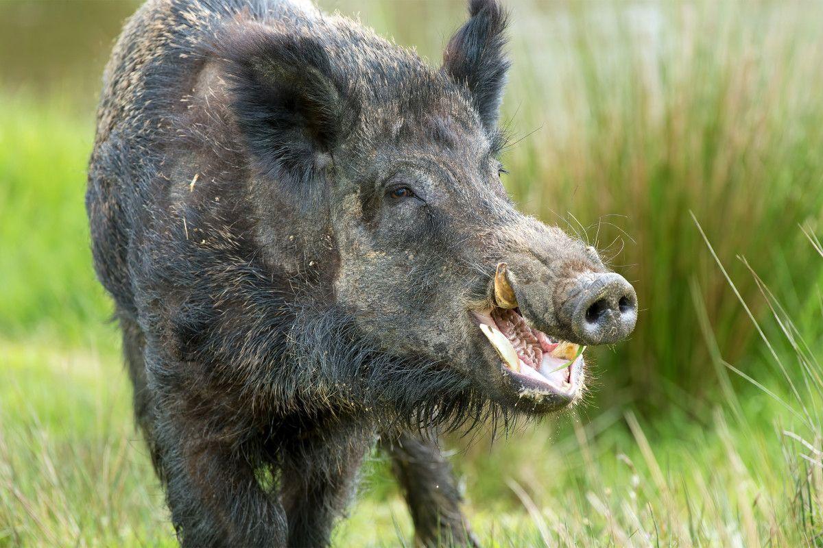 Wild Boar Wallpaper High Quality