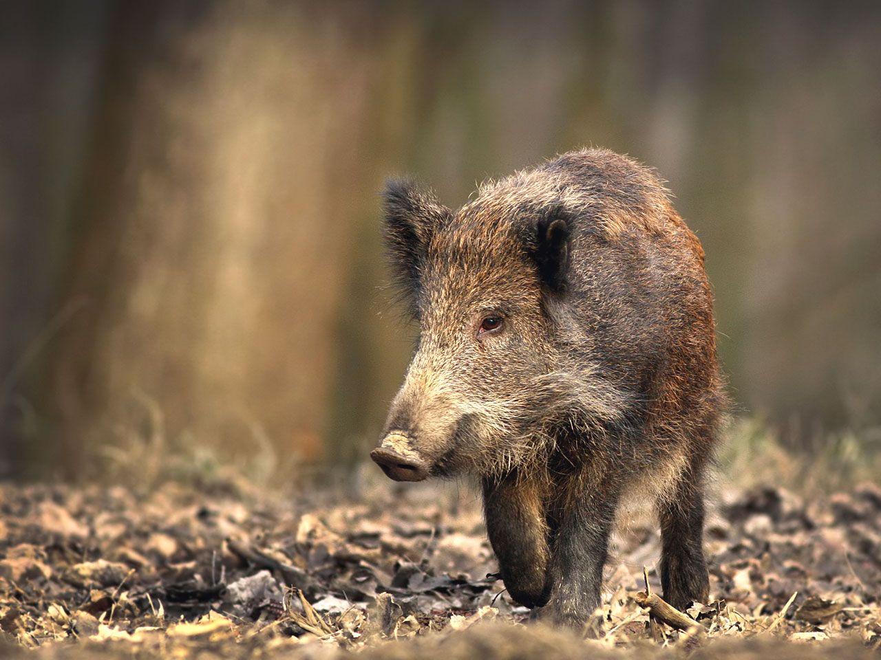 Boar Wallpaper Animal Spot