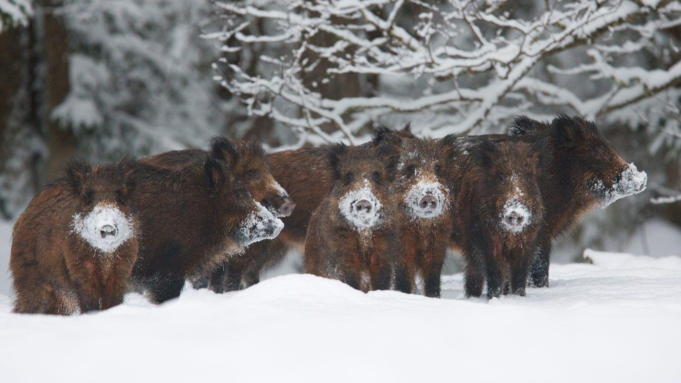 Wild Boar Herd, Alam Pedja Nature Reserve, Estonia Wallpaper