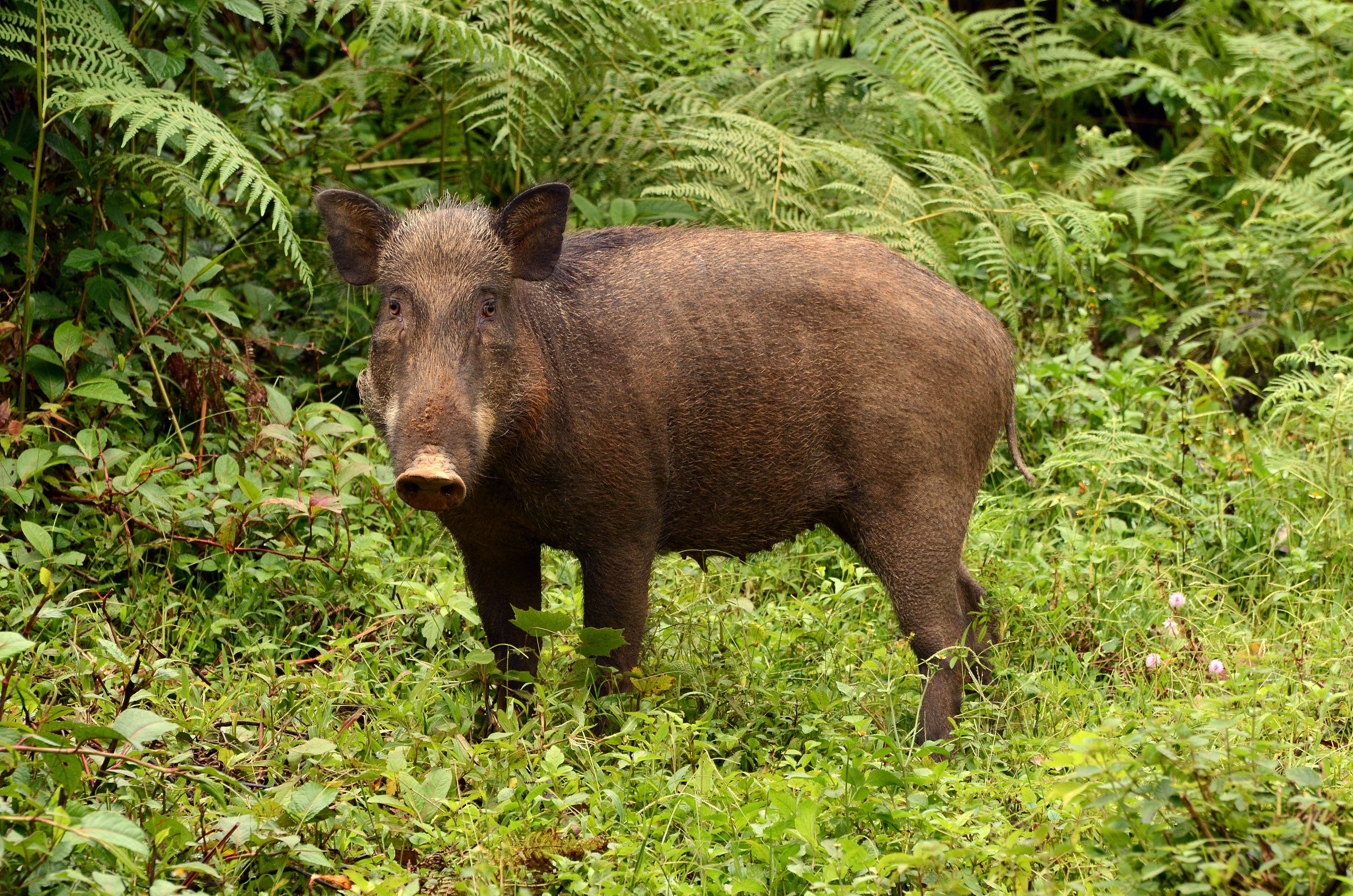 Wild Boar Wallpaper Image Photo Picture Background