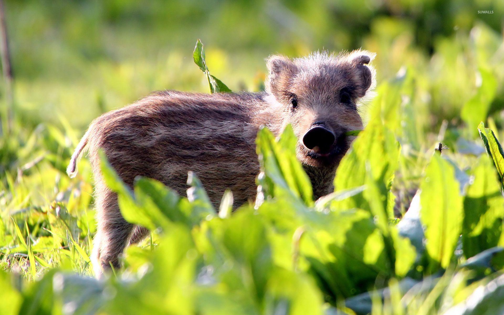 Wild Boar Wallpaper