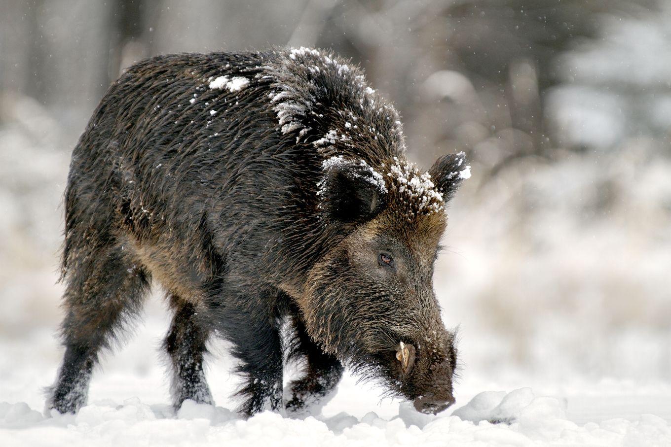 Wild Razorbacks A Menace To Landowners