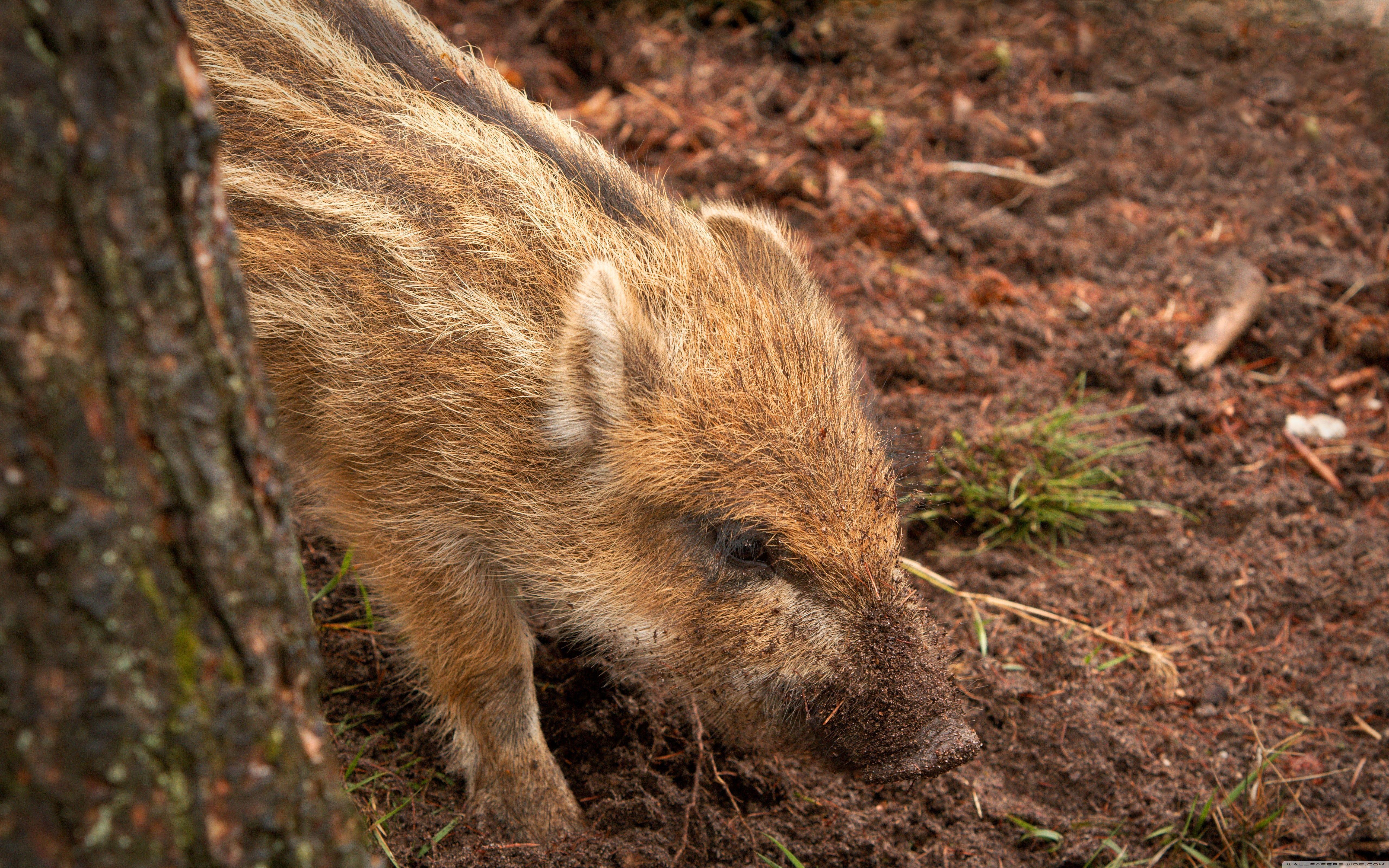 Wild Boar Piglet ❤ 4K HD Desktop Wallpaper for 4K Ultra HD TV