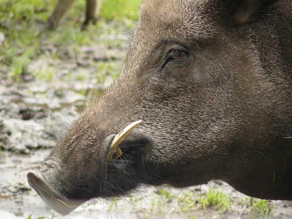 Now Americans Are Hunting Wild Pigs And Eating Them. Business