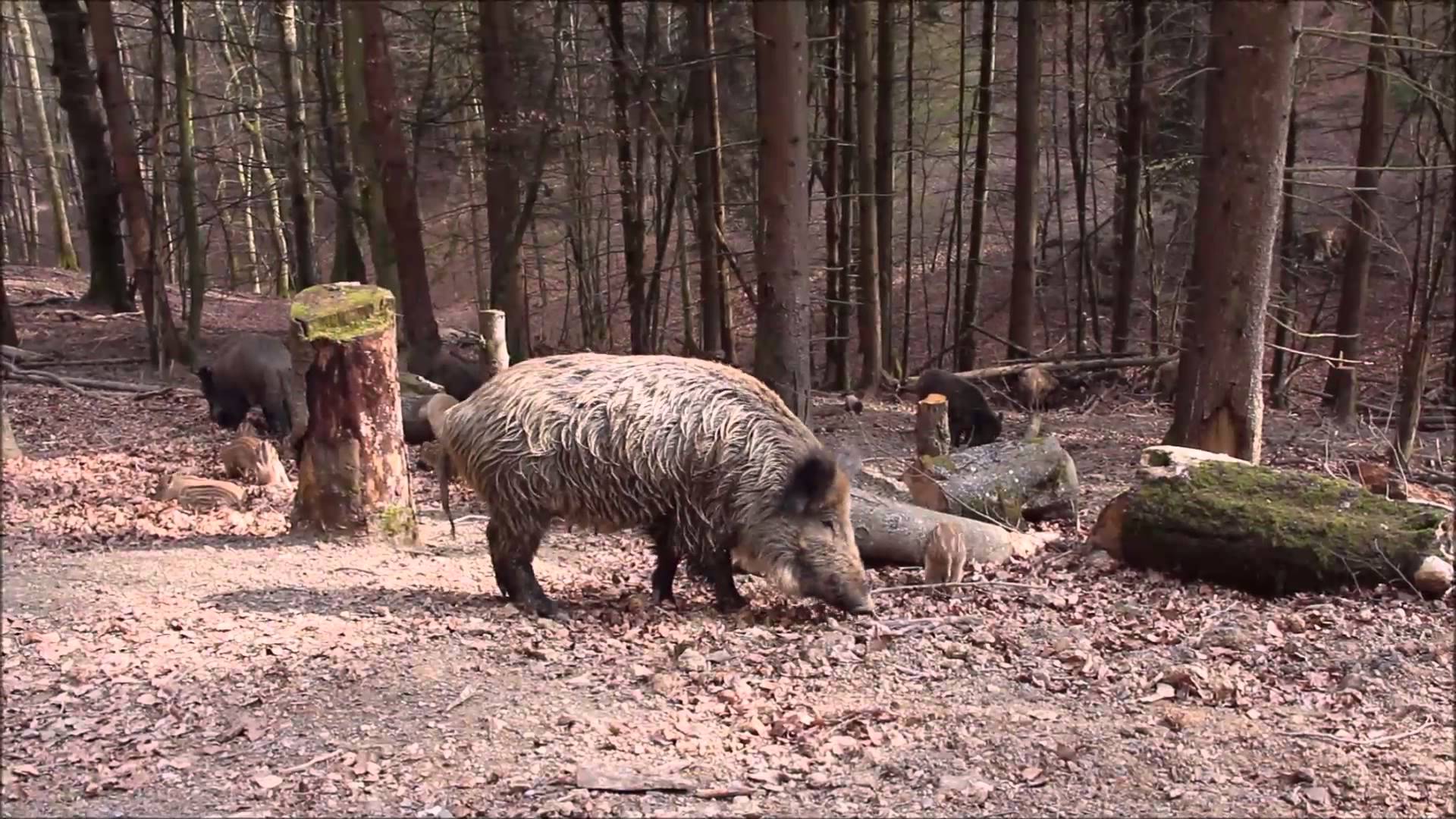 Born to be Wild: Give a Chance to Wild Boar in our Forests