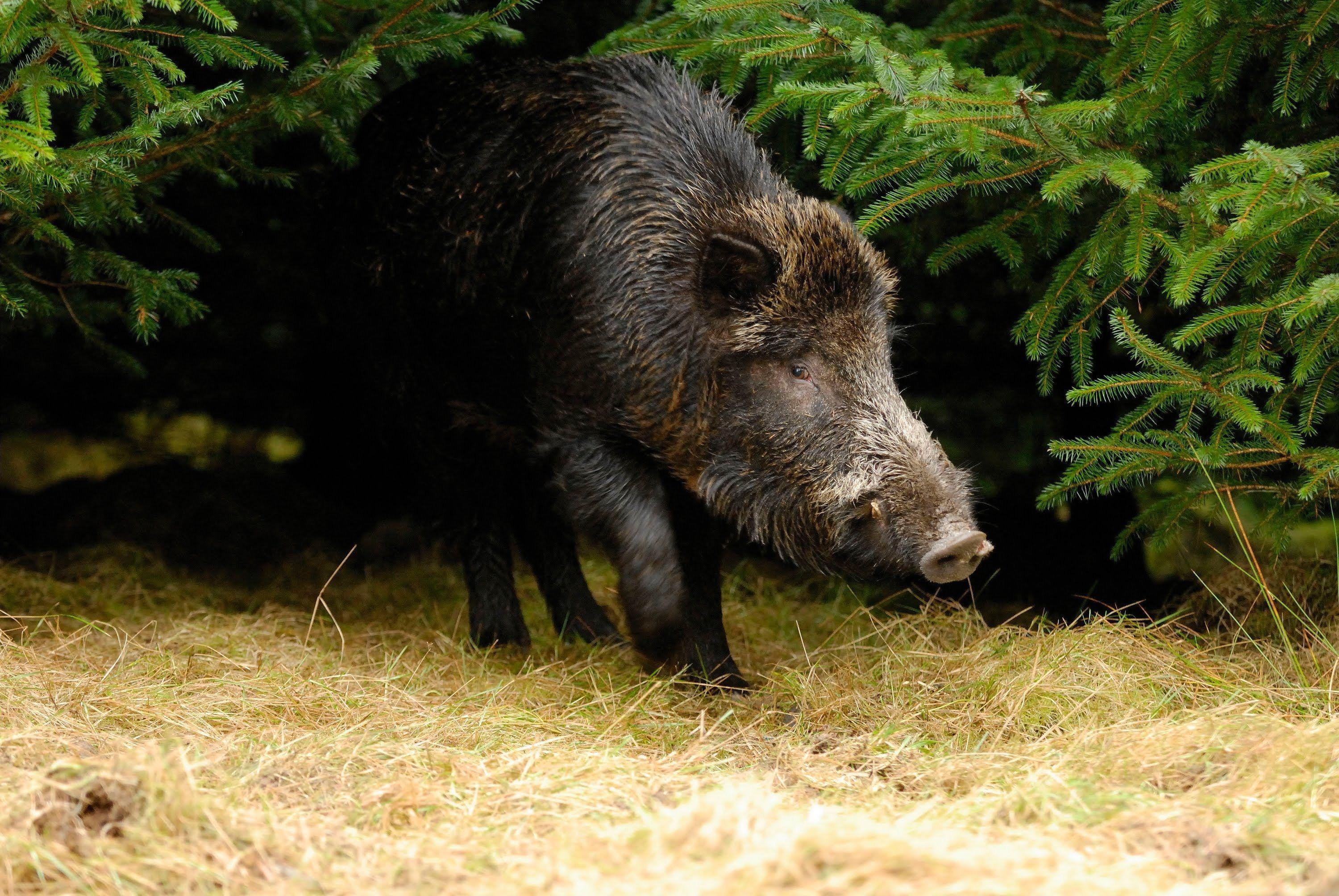 Wild Boar Wallpapers Wallpaper Cave