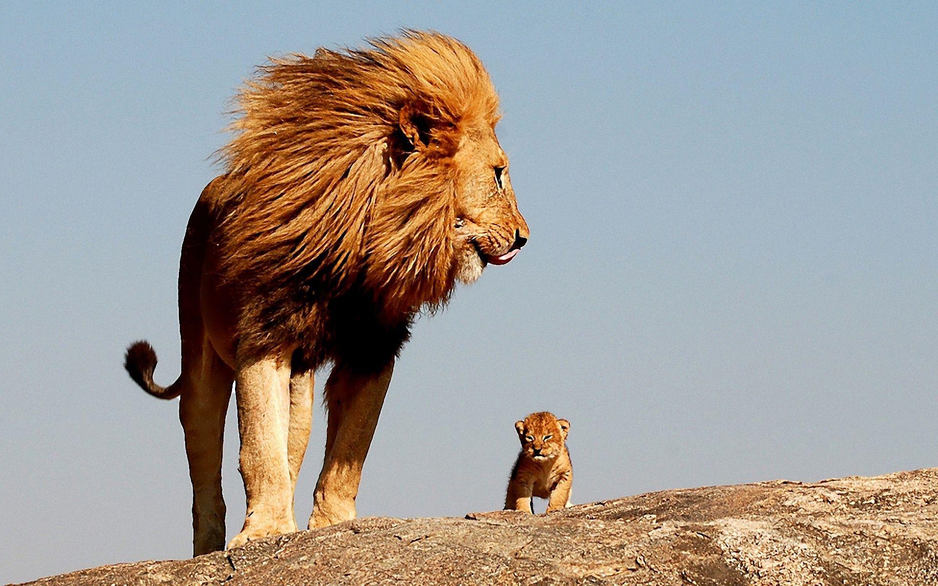 African Animals Wallpaper HD