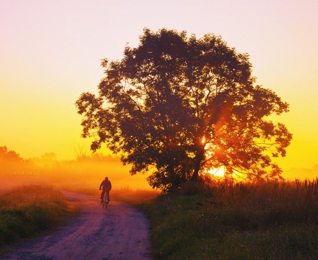 Traveler Tag wallpaper: Sunset Journey Field Sky Trees Traveler Bad