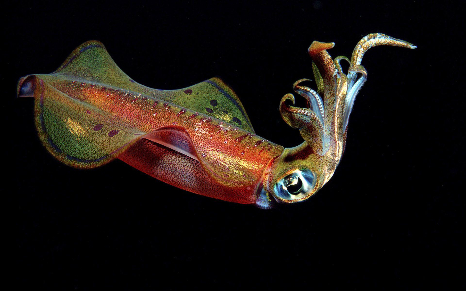 Download the Rainbow Squid Wallpaper, Rainbow Squid iPhone Wallpaper