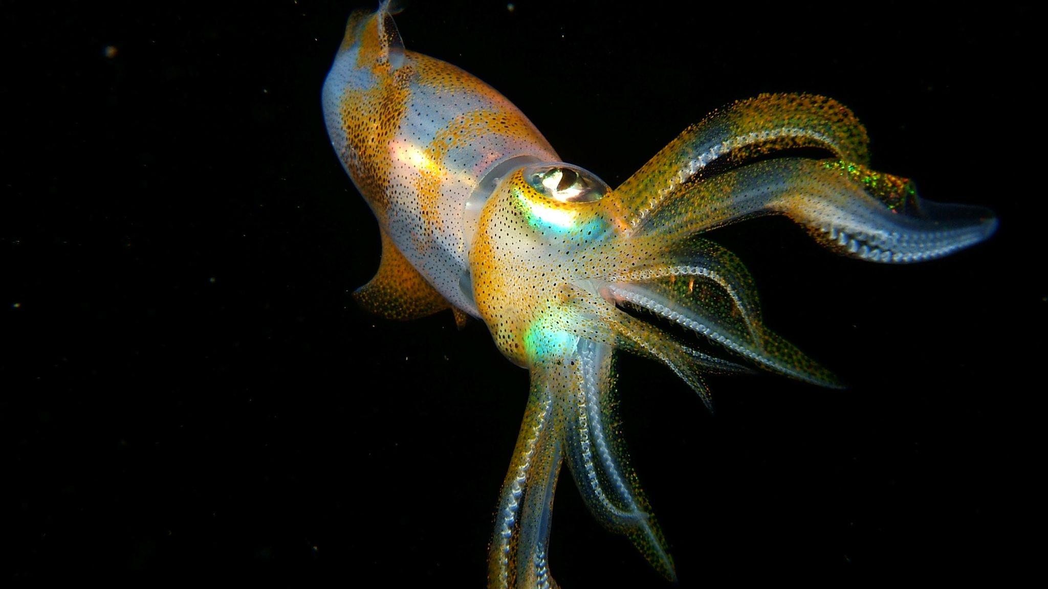 Squid High Quality Wallpaper