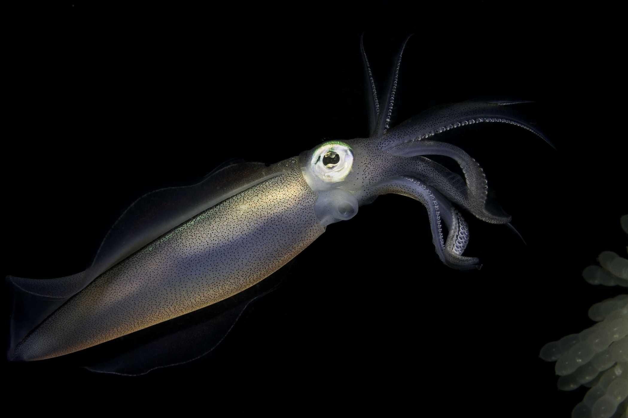 Calamari Wallpapers Wallpaper Cave