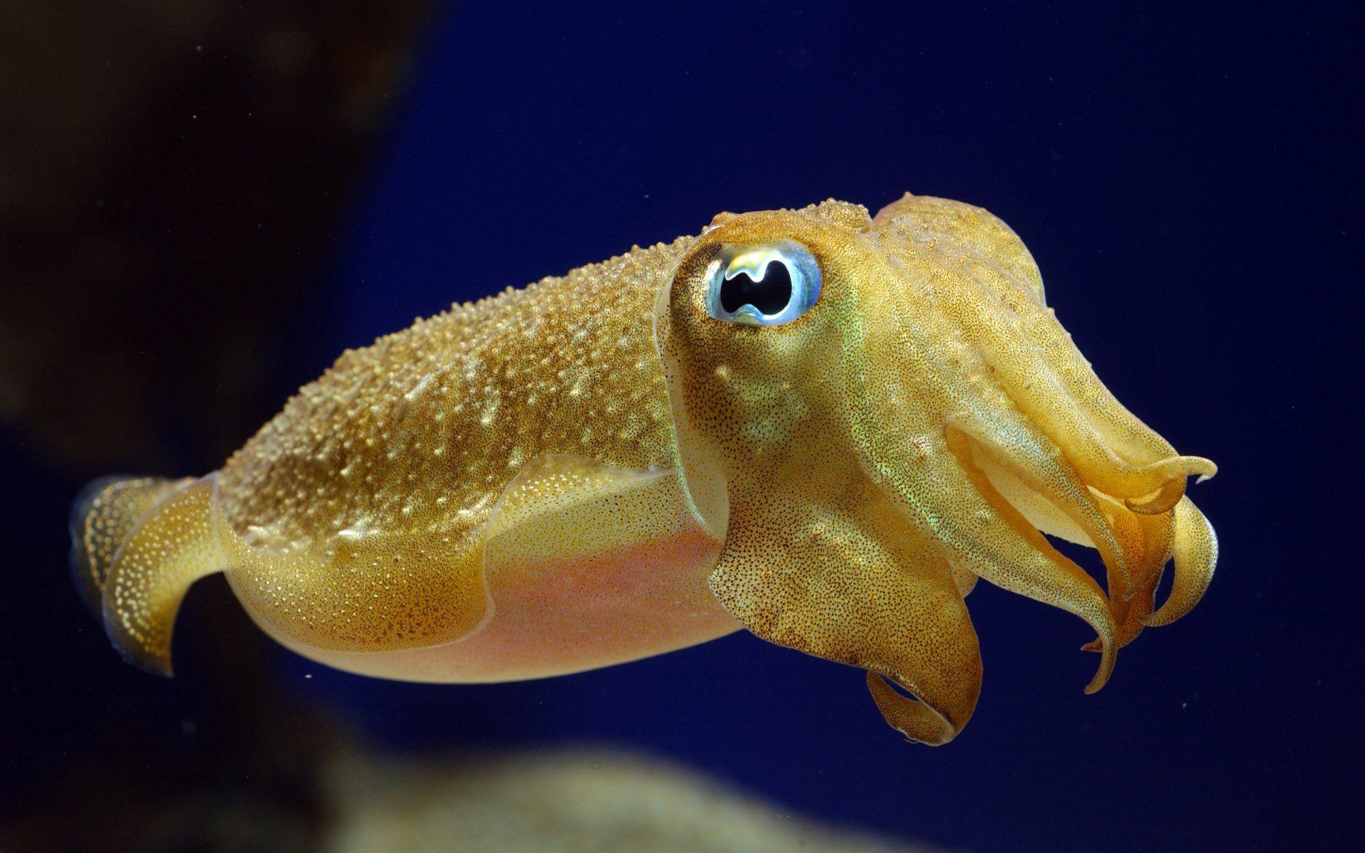 Cute Cuttlefish