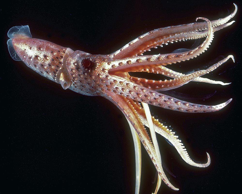 Squid Animal Spot