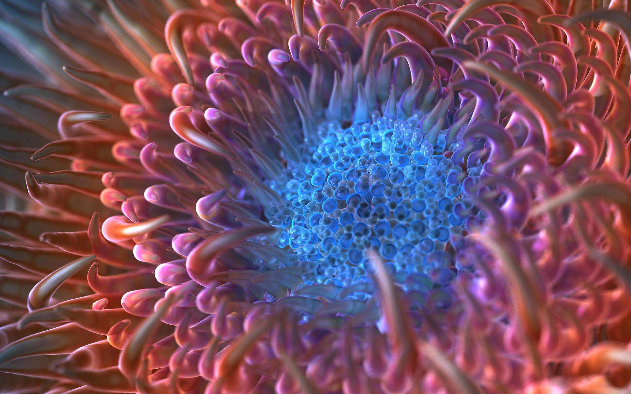 Flowers Digital Anemone Photo Downloa Wallpaper 2560x1600d PC