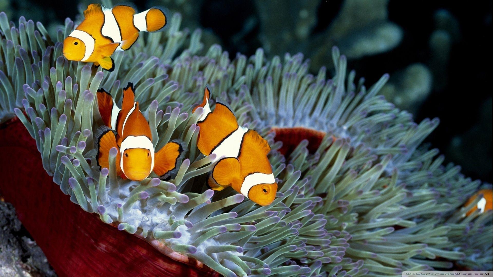 Black Clownfish Anemon HD Wallpaper, Background Image