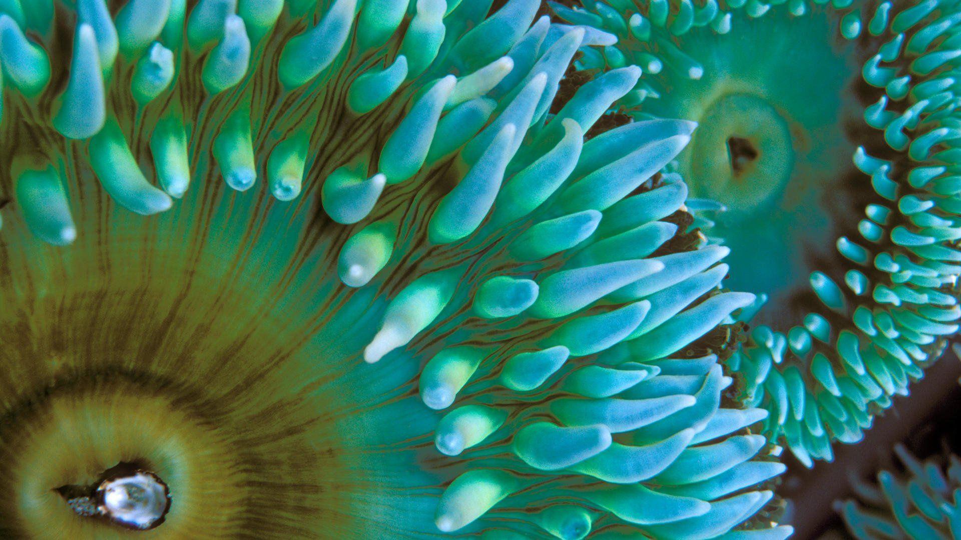 Sea Anemone HD Wallpaper and Background Image