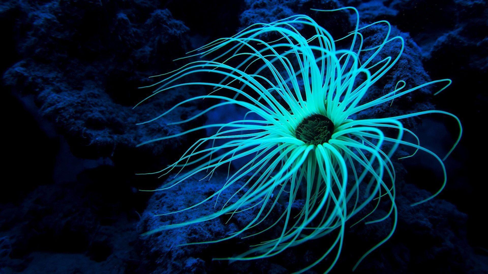 Anemone Wallpapers - Wallpaper Cave