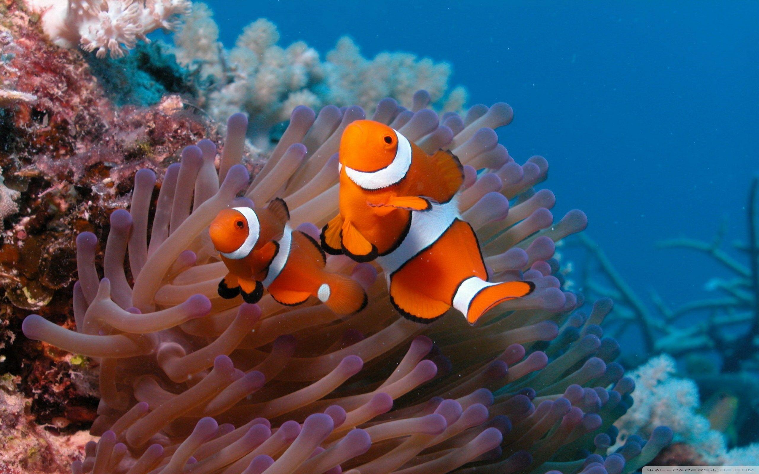 Clownfish And Sea Anemone ❤ 4K HD Desktop Wallpaper for 4K Ultra HD