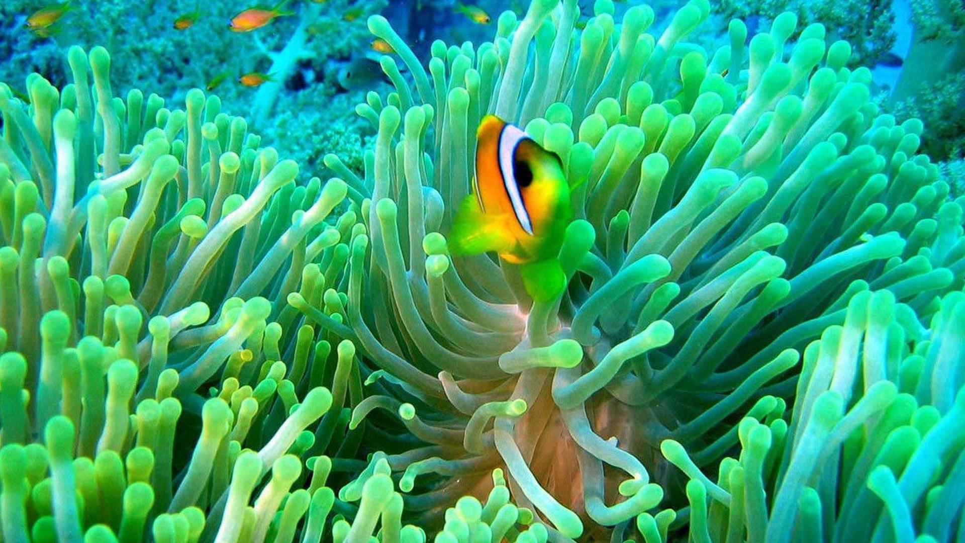 Animal Clownfish HD Wallpaper