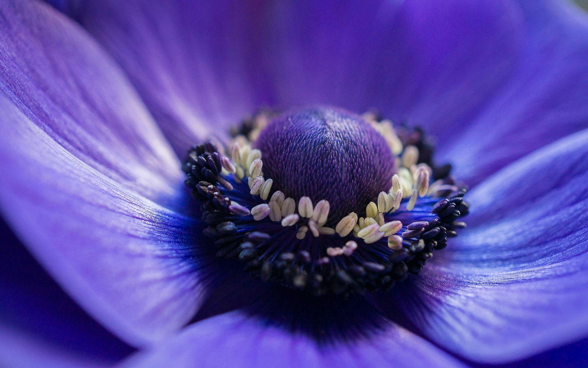 Anemone Wallpapers - Wallpaper Cave