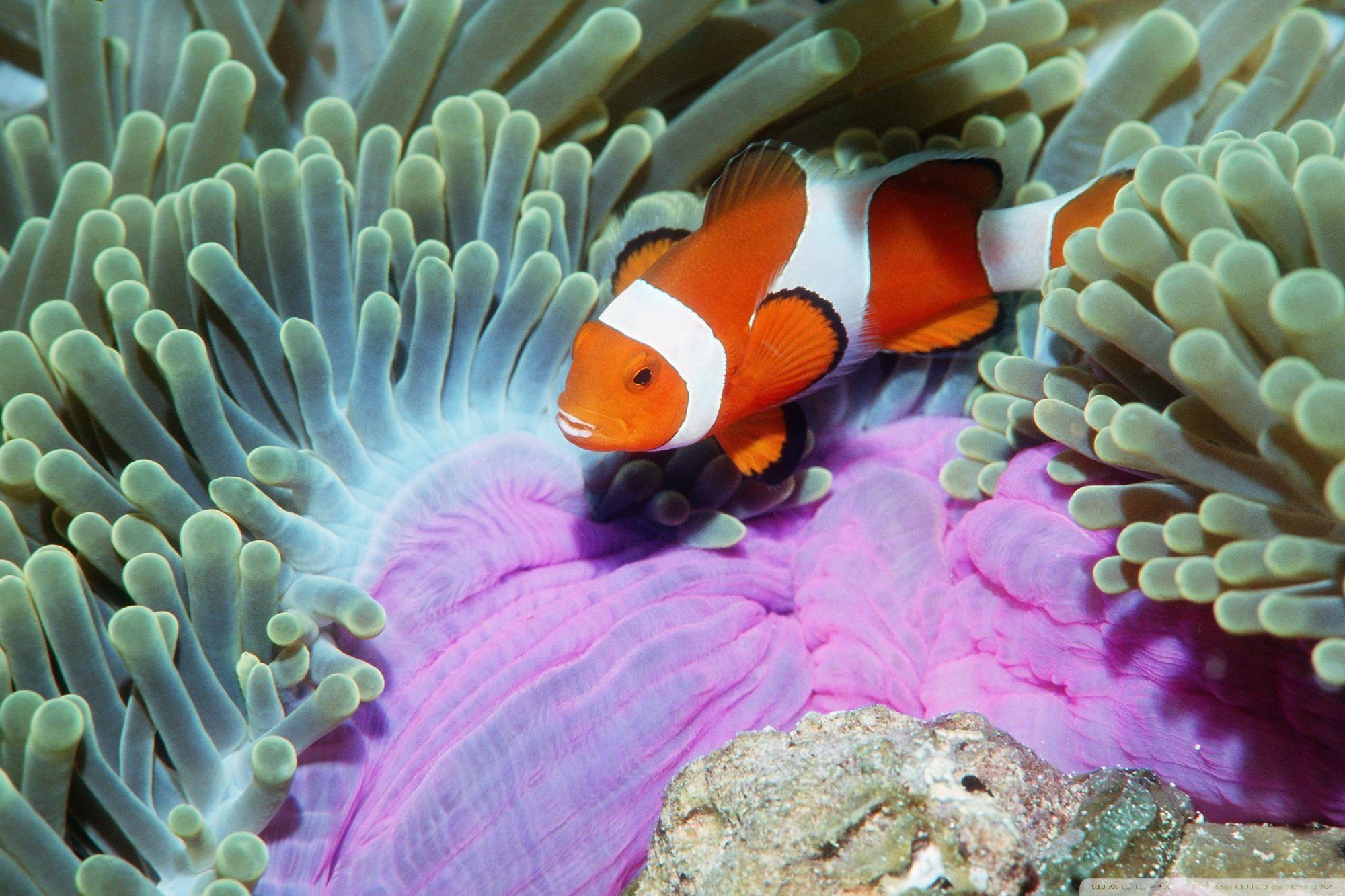 False Clown Anemonefish In Sea Anemone Similan Islands Andaman Sea