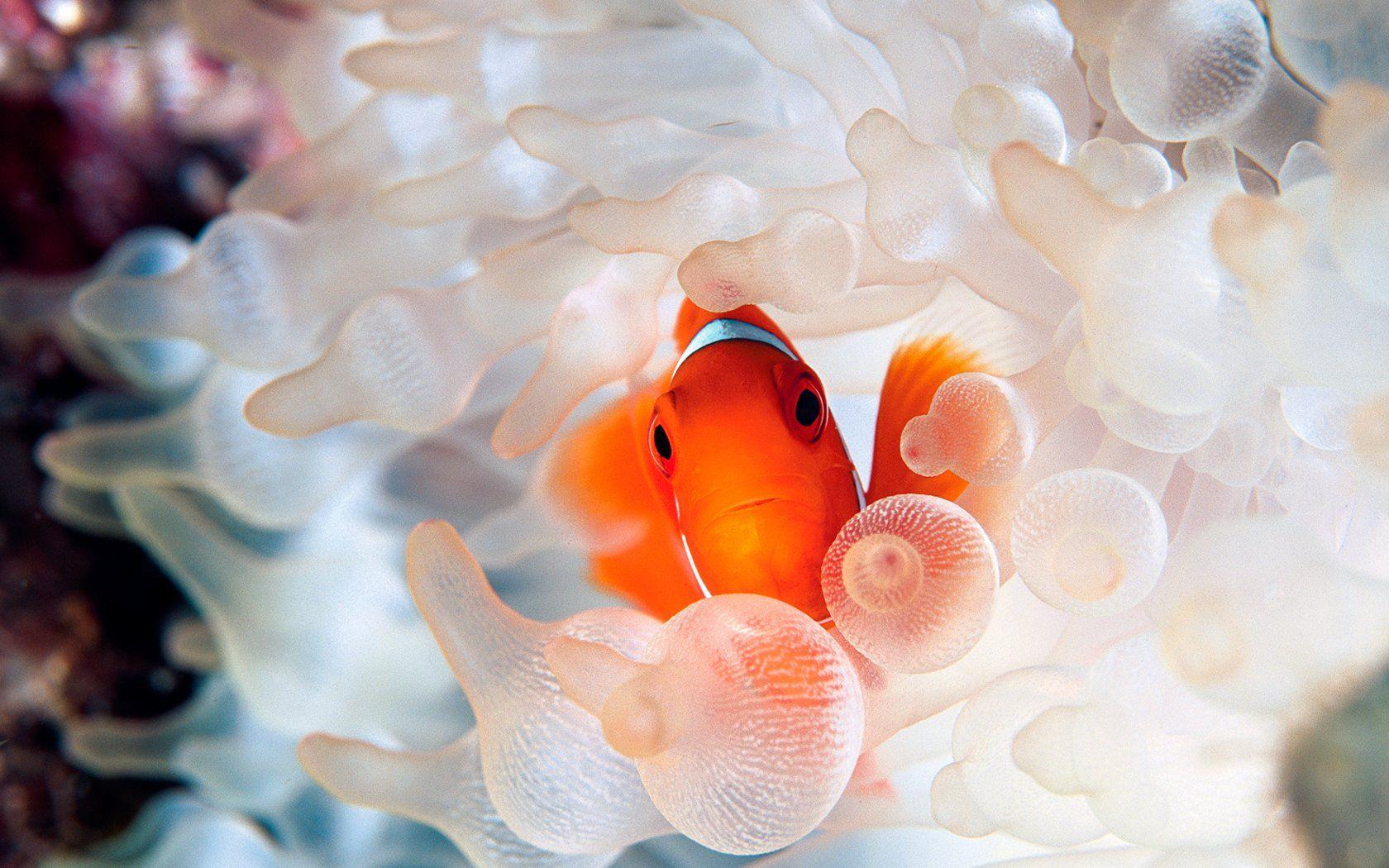 Clownfish and sea anemone tentacles wallpaper 15801