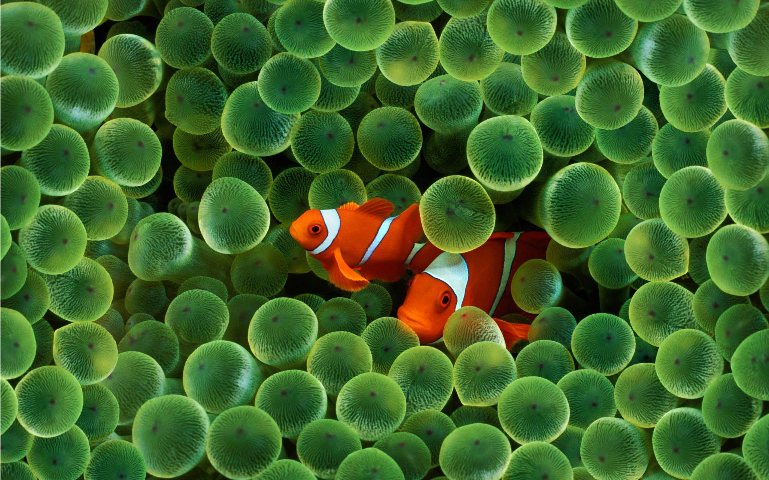 Clownfish Wallpaper Animal Spot