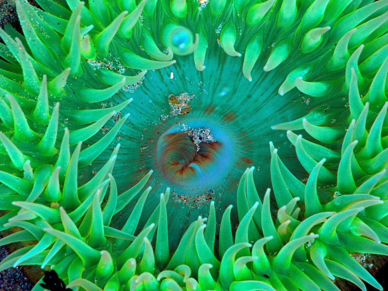 Sea anemone underwater sea life free desktop background