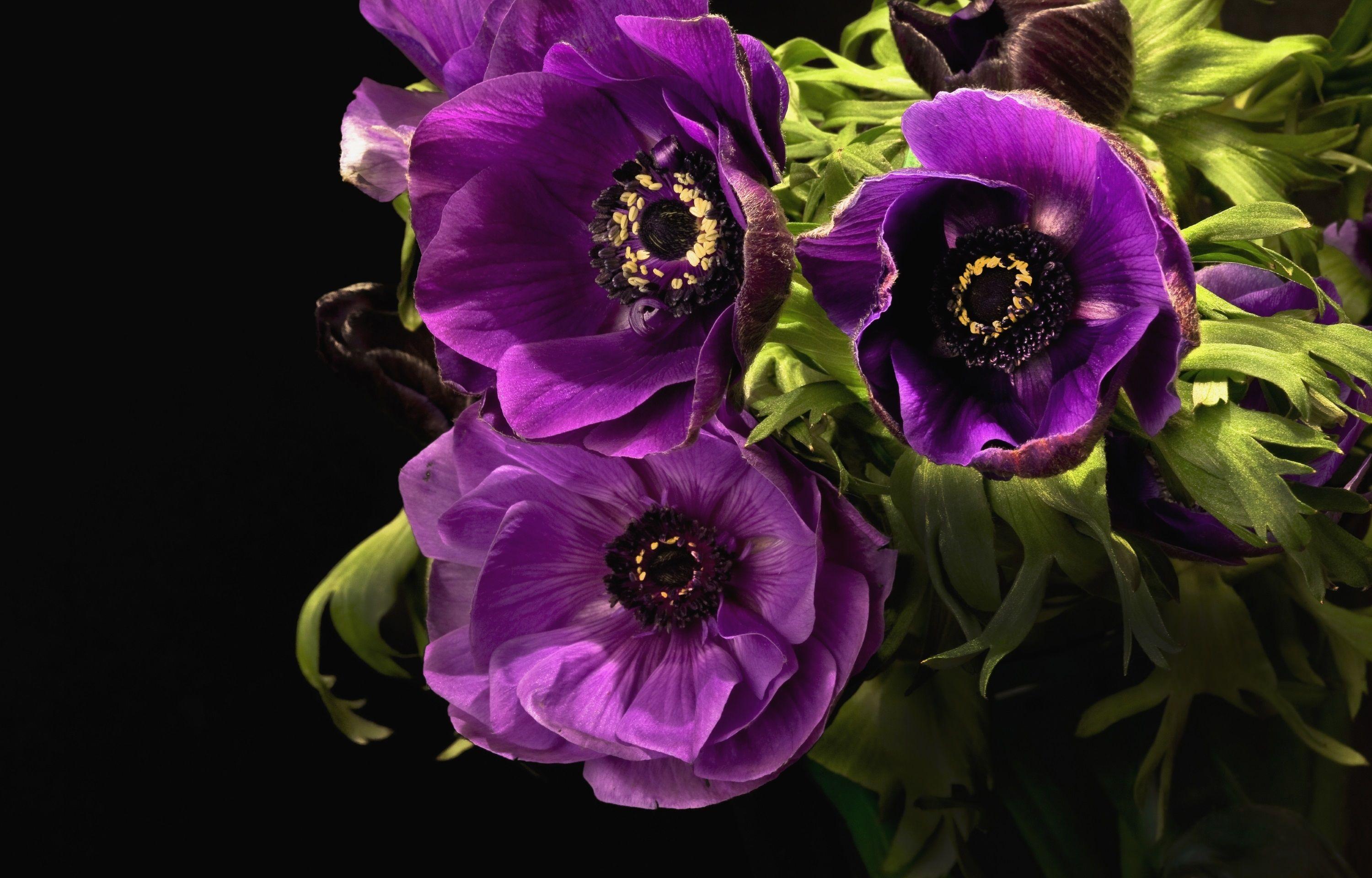 Wallpaper Anemone, Purple, Violet, Bloom, HD, Flowers