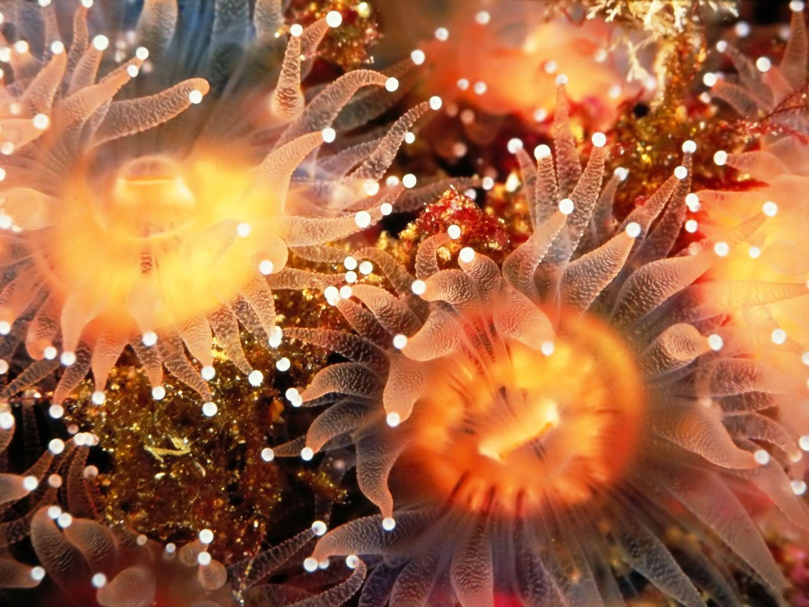 Anemone Wallpapers - Wallpaper Cave