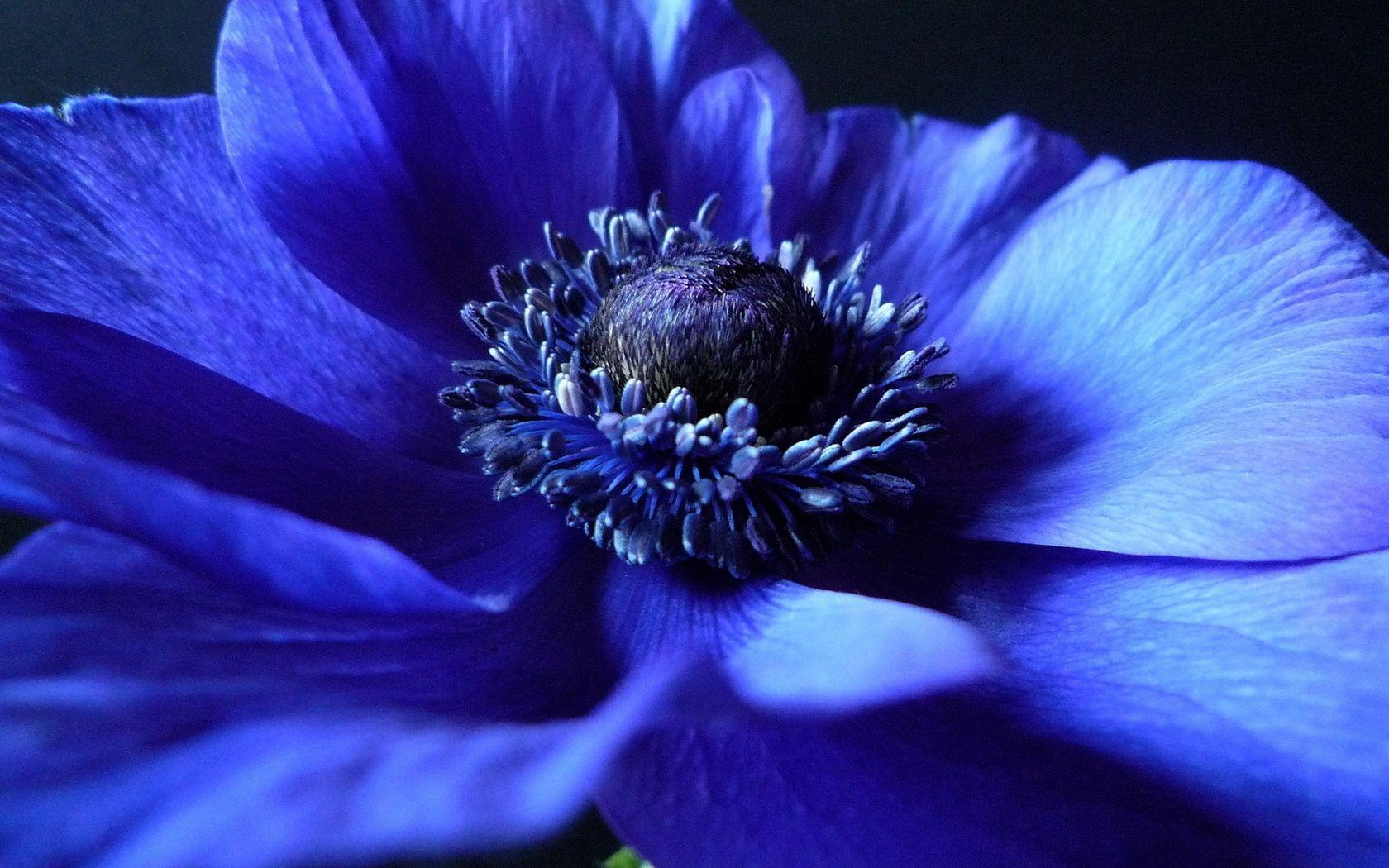 Anemone Wallpapers - Wallpaper Cave