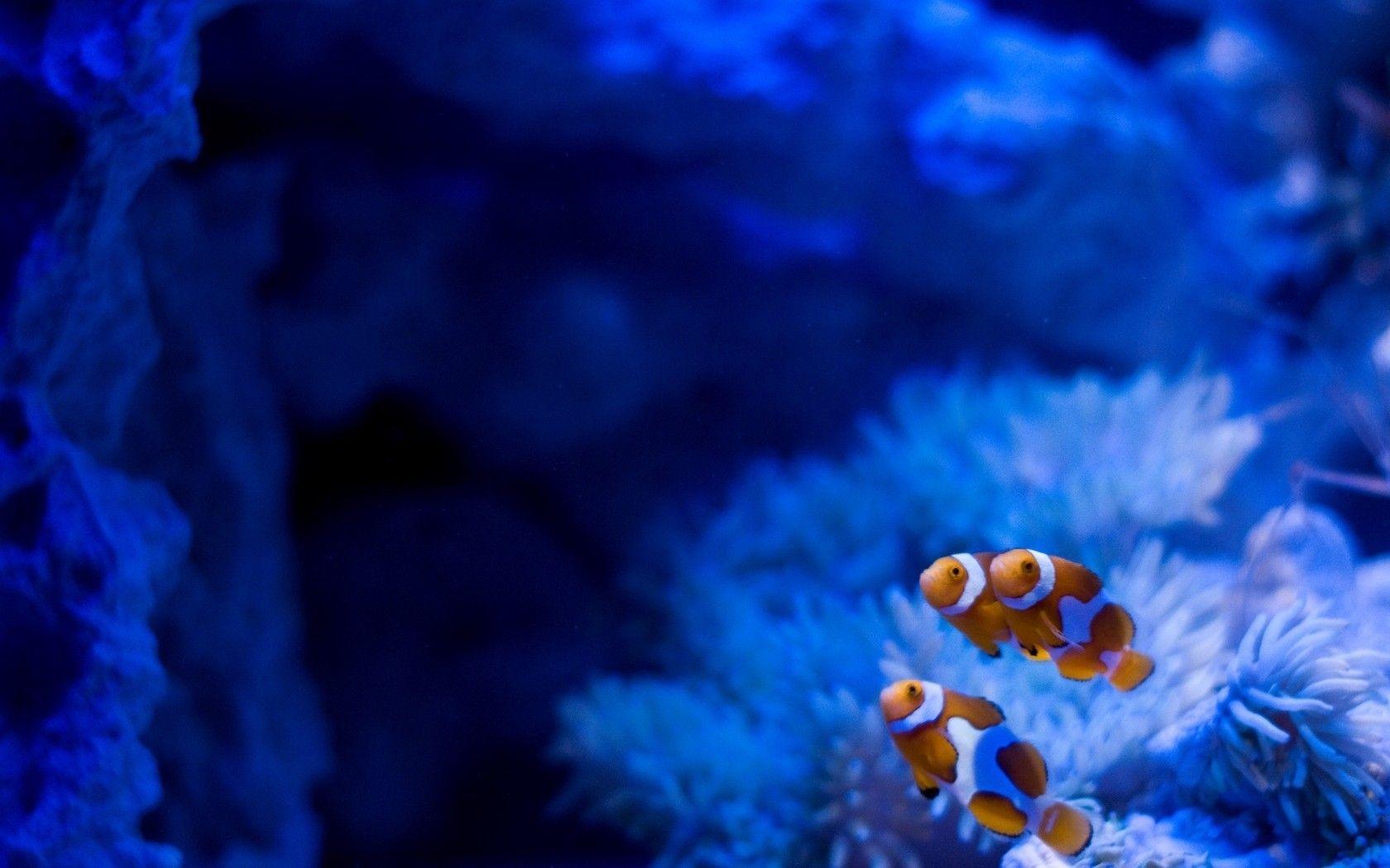 Fish on a background of blue anemone wallpaper and image